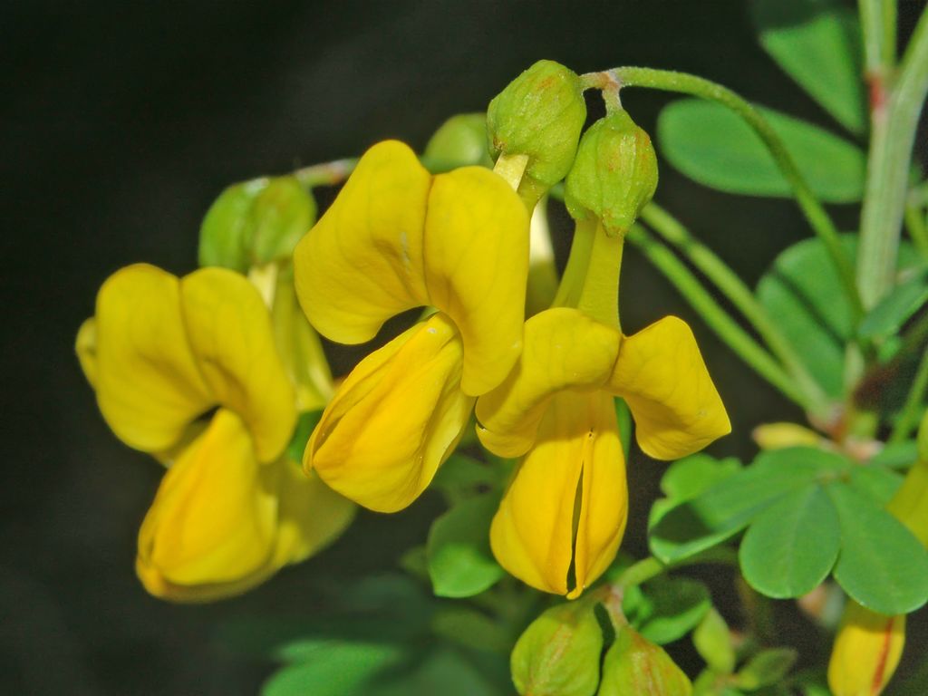 Coronilla emerus